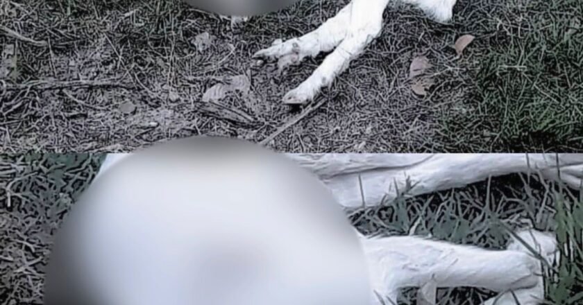Polícia Civil prende dois por decapitar animais em Caraguatatuba