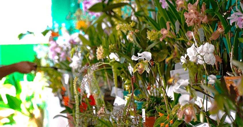 Ilhabela prepara programação especial para o Dia das Mães