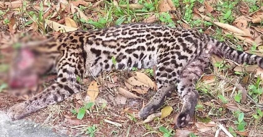 Instituto Conservação Costeira cobra medidas contra atropelamento de fauna