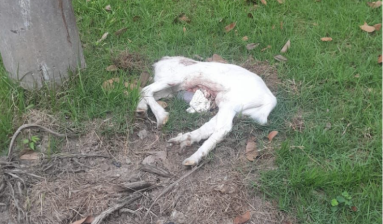 Dois homens indiciados por maus-tratos a animais em Caraguatatuba