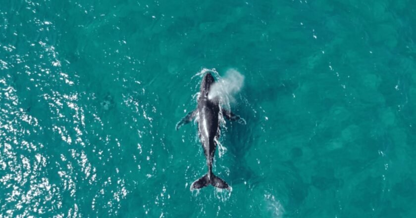 Ubatuba reforça regras para avistar baleias