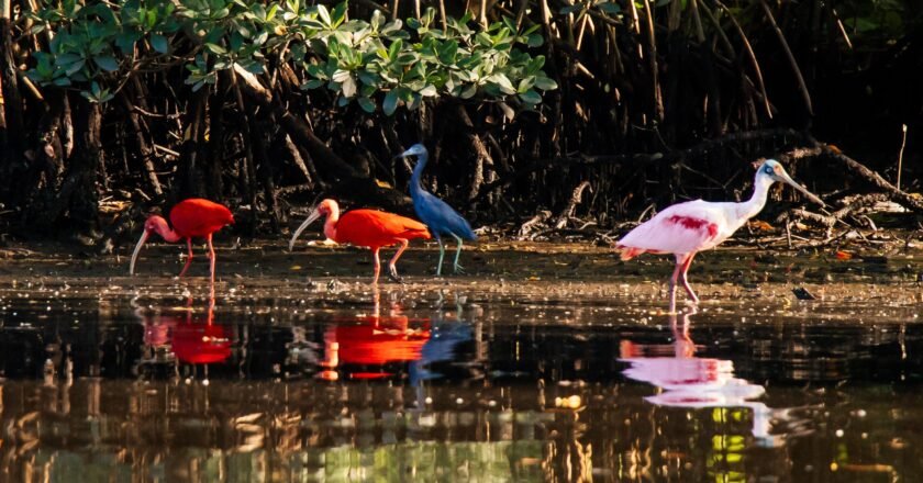 Litoral de SP tem novo roteiro turístico para observação