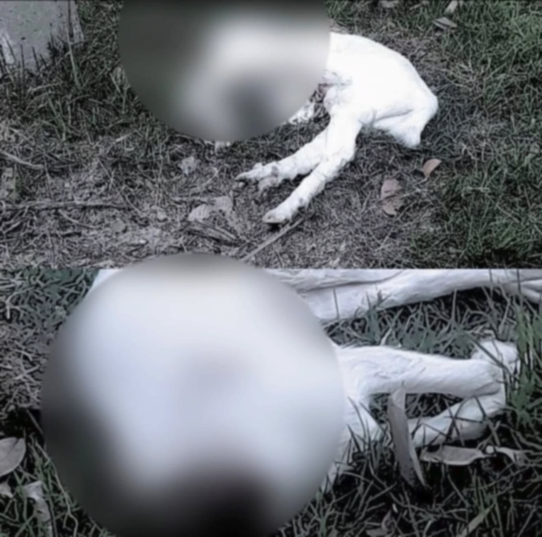 Polícia Civil identifica autores de maus-tratos a animais