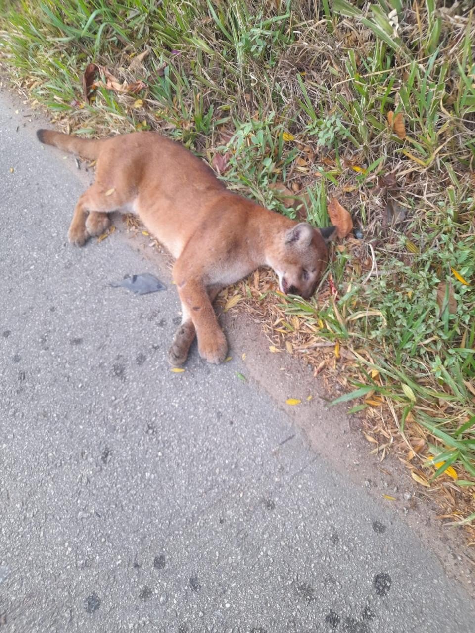 Onça-parda é atropelada na rodovia de Mairiporã