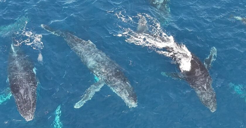 Grupo de baleias-jubarte e golfinhos avistado em Ilhabela