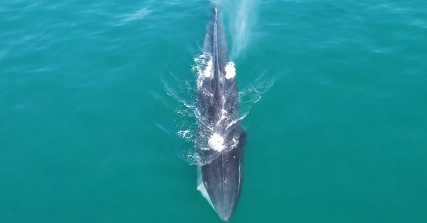 Baleia-fin avistada em Ilhabela