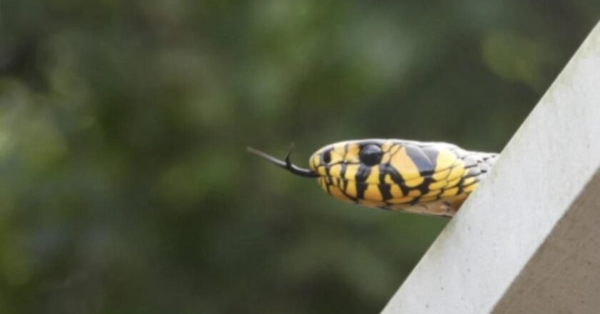 Serpente de 2,5 metros é flagrada em instituto ambiental