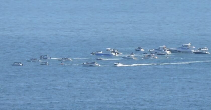 Mais de 40 barcos cercam baleia-jubarte em Ilhabela